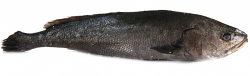 OMBRINA BOCCADORO FILETTO SQUAMATO FR