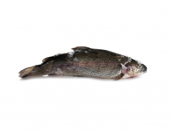 TROTA IRIDEA SALMONATA EVISCERATA FR