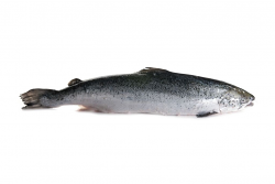 SALMONE EVISCERATO 3/4 FR