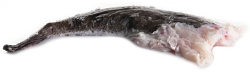 CODA RANA PESCATRICE 2/3 FR