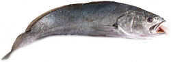 OMBRINA BOCCADORO PESCATA FR