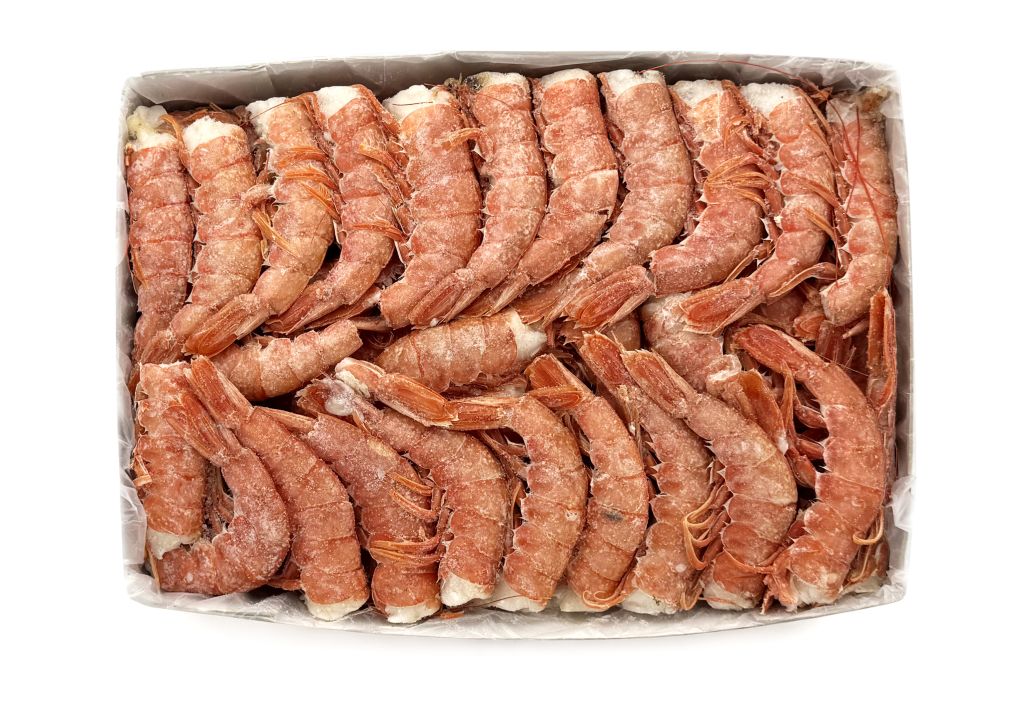 GAMBERO ARGENTINO CODE C1 BORDO