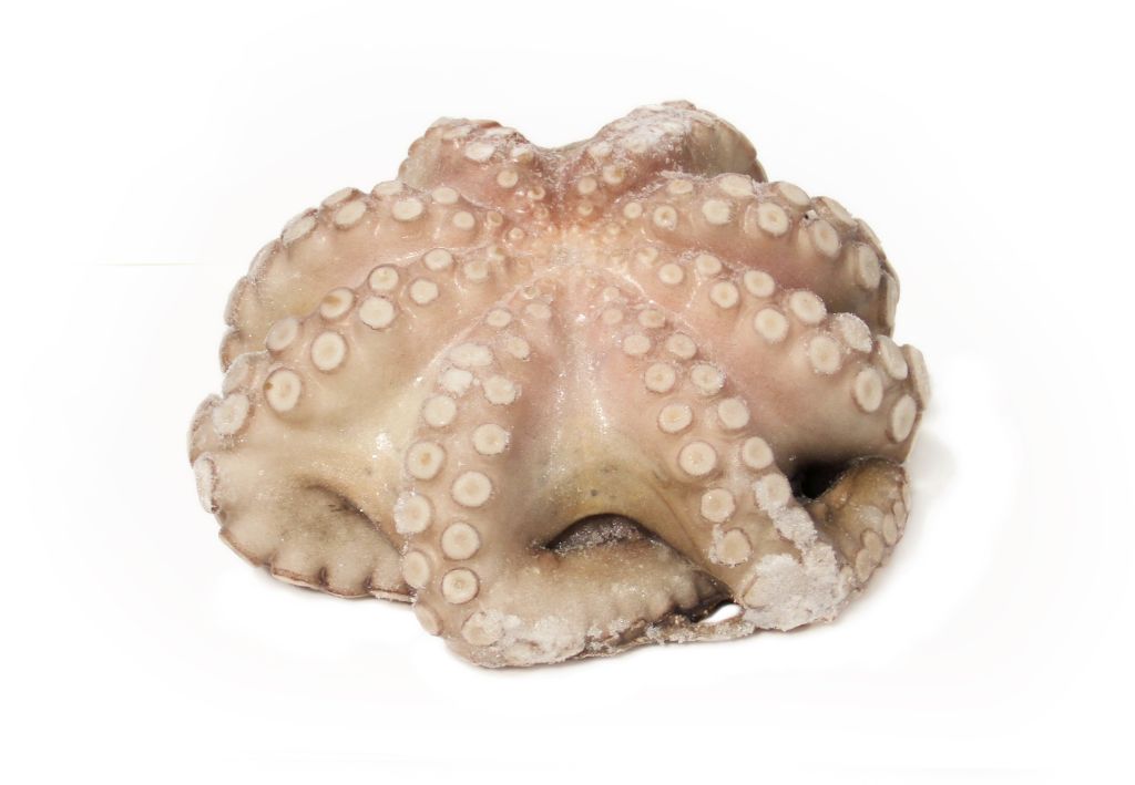 POLPO FIORE T3 2000/3000 MAROCCO 15,6kg CO