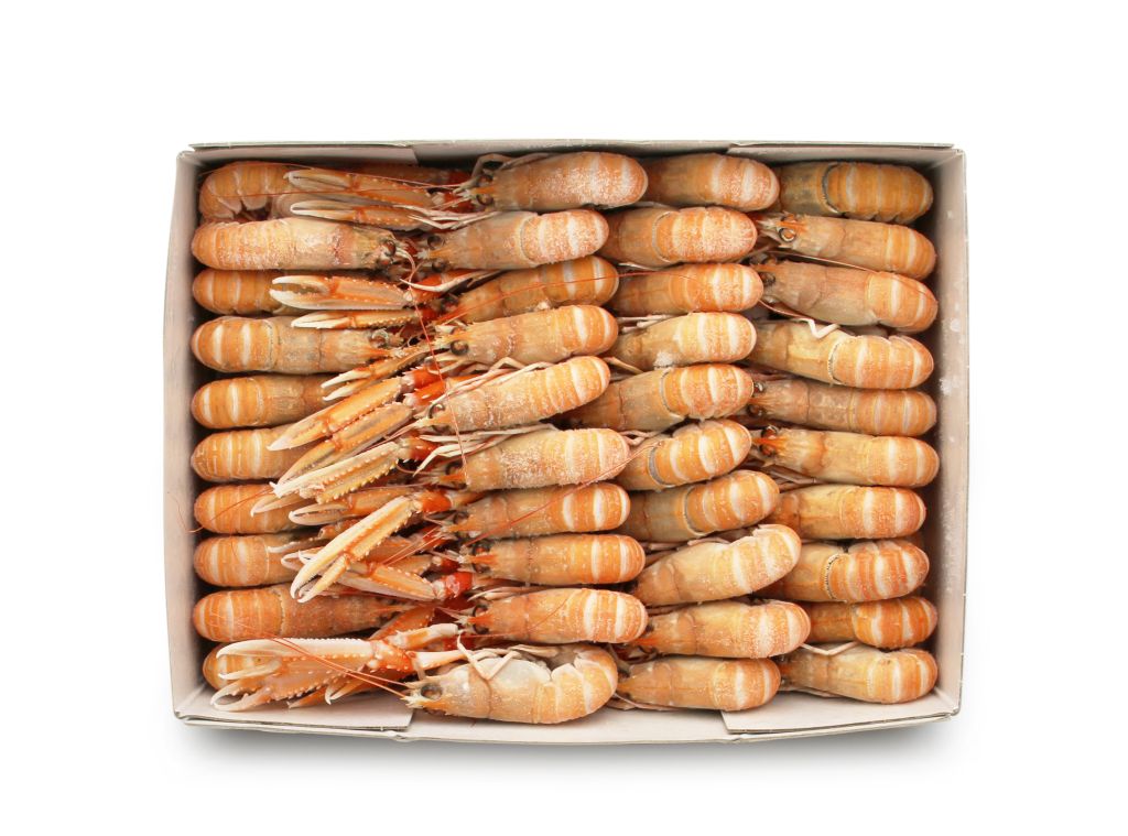 SCAMPO INTERO 16/20 SCOZIA