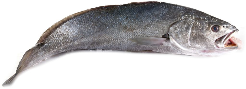 OMBRINA BOCCADORO PESCATA FR