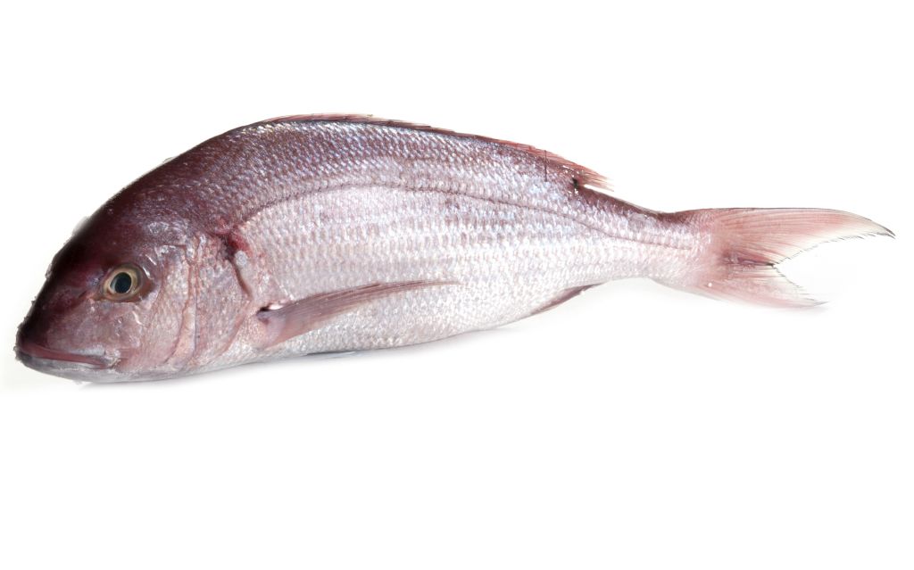 DENTICE GIBBOSO 1000+ FR