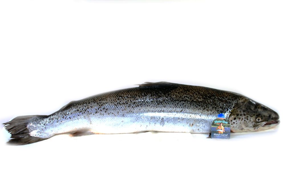 SALMONE SCOZIA 3/5 FR