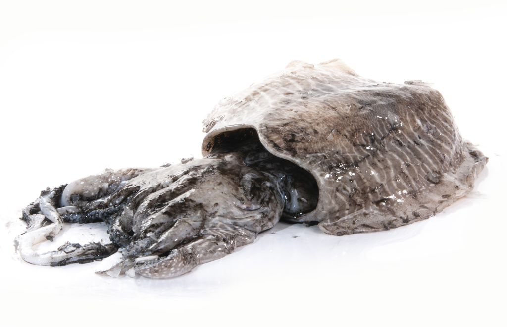 SEPPIA NERA ESTERA FR