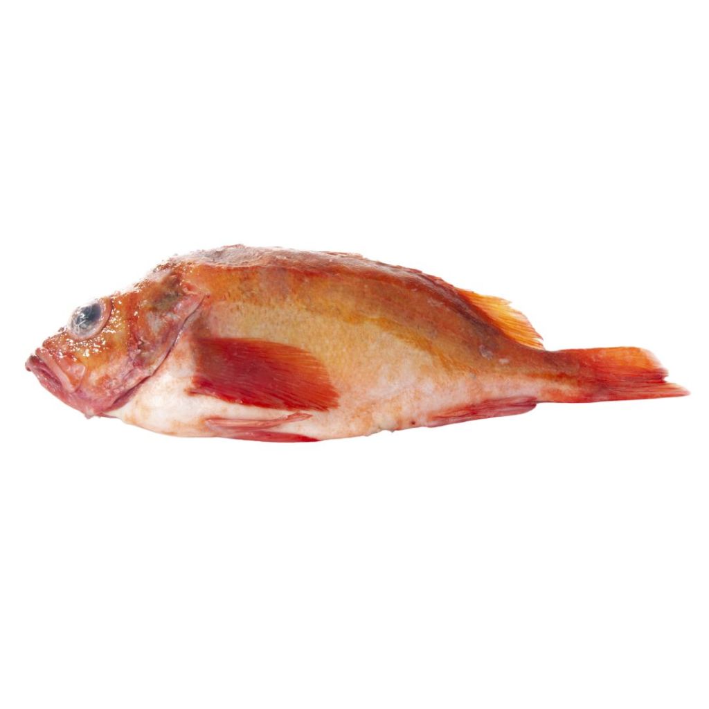 SCORFANO ATLANTICO 600+ FR